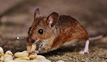 24 Hour & Emergency Exterminators in Tassajara Hot Springs, CA